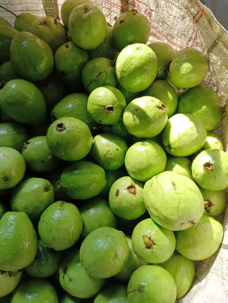 Guava