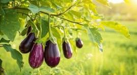 Brinjal