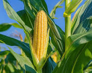 Maize
